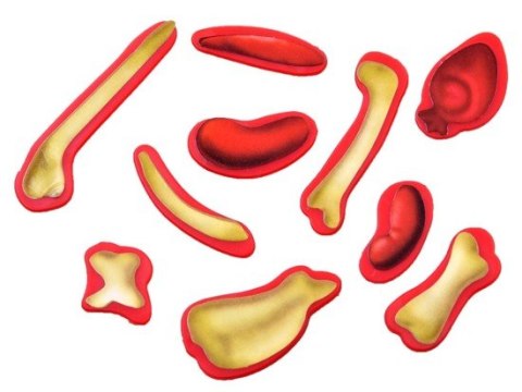 Gra młody weterynarz | GR0336