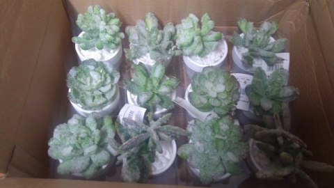 Kaktus w doniczce 18cm | ART15001