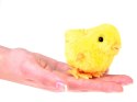 Nakręcany 12szt kurczaczek żółta kurka nakręcana tupta ZA4993