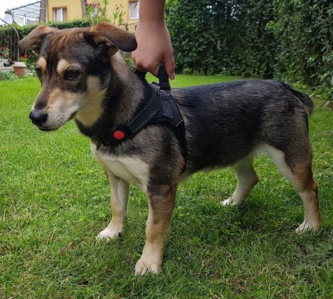 Szelki dla psa spacerowe mocne bezuciskowe wygodne 46-56cm rozm. S PID0847