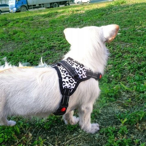 Szelki dla psa spacerowe mocne bezuciskowe wygodne 46-56cm rozm. S PID0847