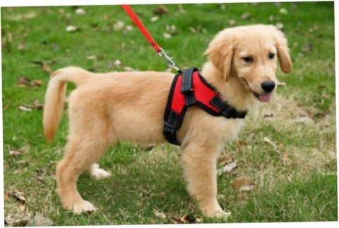 Szelki dla psa spacerowe mocne bezuciskowe wygodne 46-56cm rozm. S PID0847