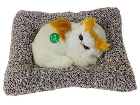 Kotek pluszowy na poduszce z dźwiękiem