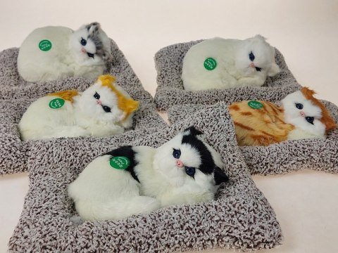 Kotek pluszowy na poduszce z dźwiękiem